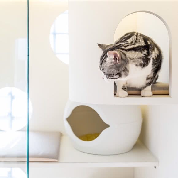 有猫·猫咪旅店·猫咪寄养:上海城区普陀区真如附近