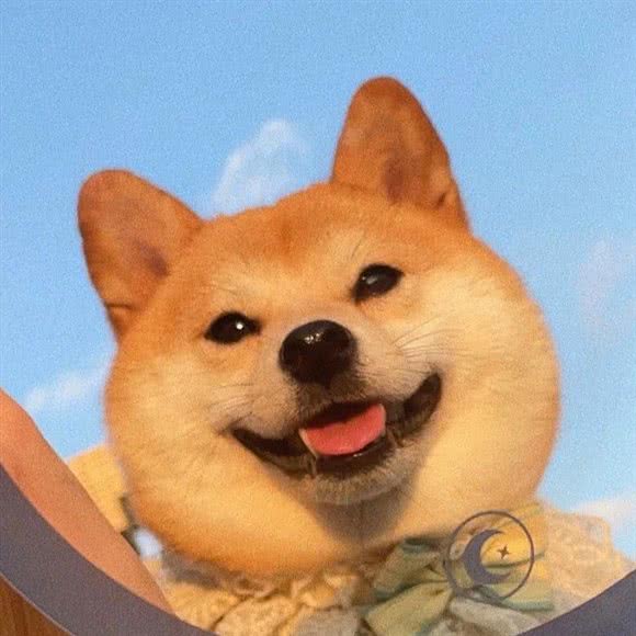 柴犬·柯基繁殖犬舍:上海城区普陀区真如附近