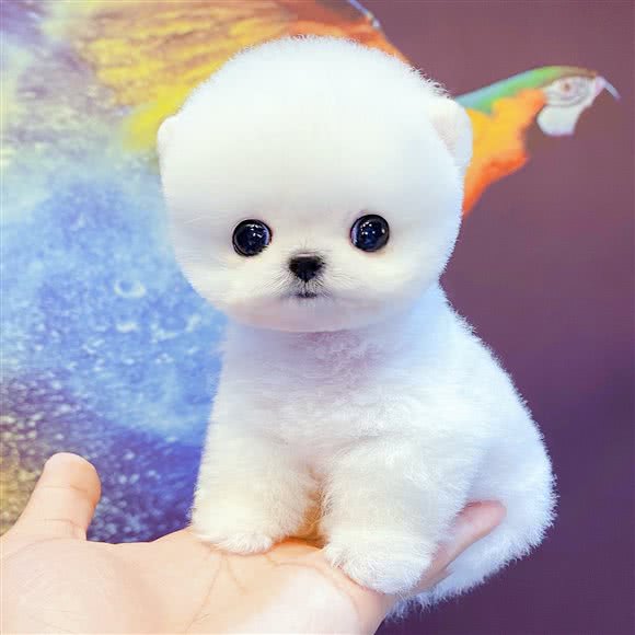 茶杯狗·博美俊介约克夏旗舰店:上海城区普陀区真如附近