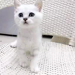 宠儿多:上海城区普陀区桃浦附近