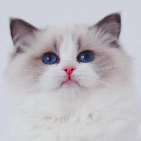 猫舍·蓝宝石猫舍·布偶猫·米努特矮脚猫:上海城区普陀区桃浦附近