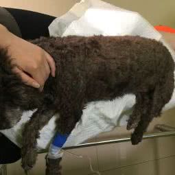 景源宠物诊所:上海城区普陀区桃浦附近