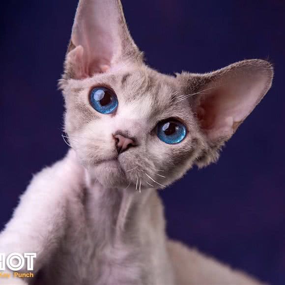 腾飞宠物高端会所-专卖萌宠猫咪:上海城区虹口区临平路/和平公园附近