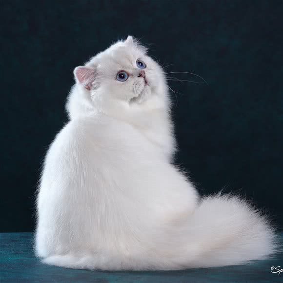 DOKIPET多可爱宠物皮毛管理中心:上海城区虹口区临平路/和平公园附近