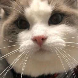 美乐蒂玩偶猫舍:上海城区虹口区临平路/和平公园附近