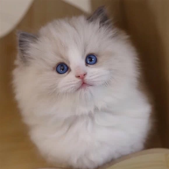 大肥猫布偶活体专卖舍:上海城区虹口区四川北路/海伦路附近