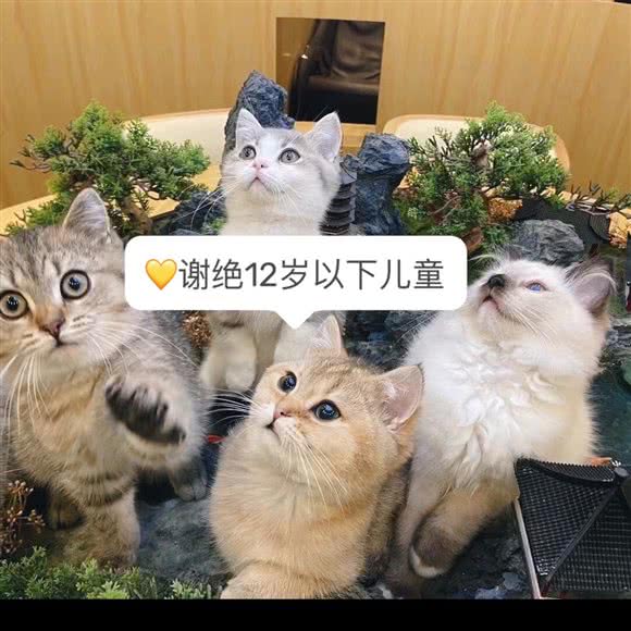 CATIER·人类研究所·购猫(虹口足球场店):上海城区虹口区虹口足球场/鲁迅公园附近