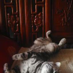 宠物用品店:北京城区海淀区五棵松附近