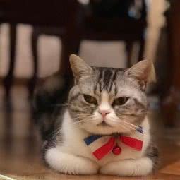 徐小姐宠物:上海城区虹口区虹口足球场/鲁迅公园附近