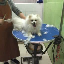 丫蜜宠物小公馆:上海城区虹口区虹口足球场/鲁迅公园附近