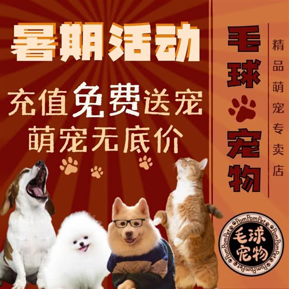 毛球宠物精品萌宠专卖(虹口店):上海城区虹口区曲阳地区附近