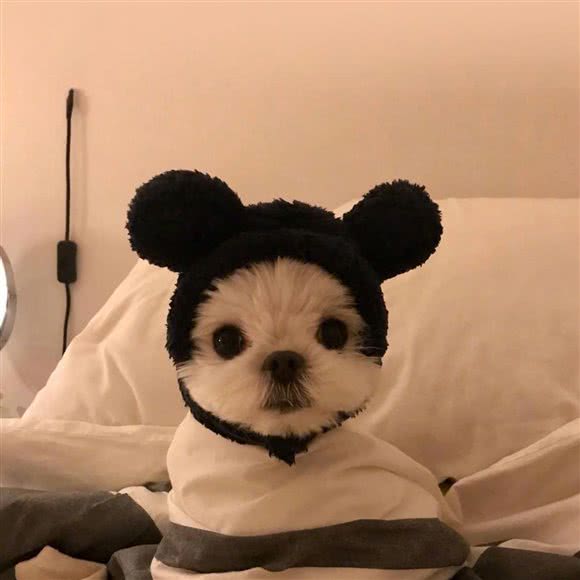 嗨宠星球Pet Planet(凉城店):上海城区虹口区凉城/江湾镇附近