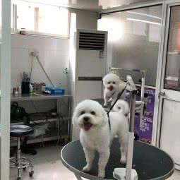 檬檬宠物:上海城区虹口区凉城/江湾镇附近