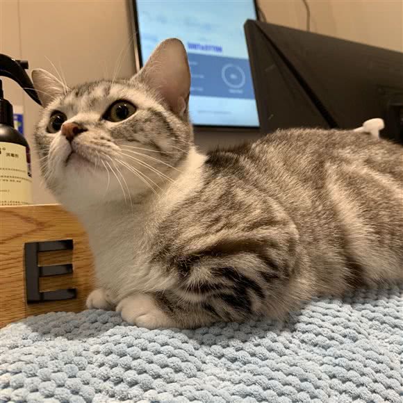 PETKIT小佩宠物(中虹花园店):上海城区虹口区凉城/江湾镇附近