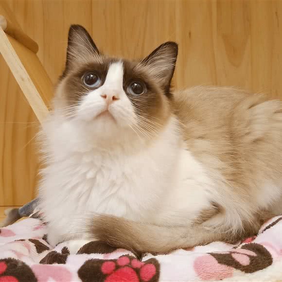 魔叔爱宠宠物生活馆:上海城区虹口区凉城/江湾镇附近