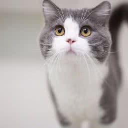 LightsCattery光之猫舍:上海城区虹口区凉城/江湾镇附近