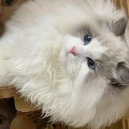 檬可可布偶猫舍:上海城区虹口区大连路地铁站附近