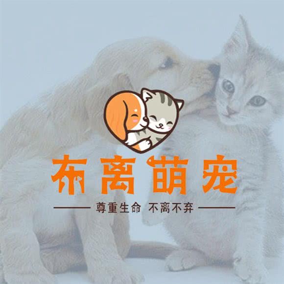 布离萌宠:北京城区海淀区航天桥附近