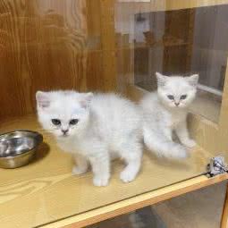 麦萌兽(五角场线下体验店):上海城区杨浦区五角场/大学区附近