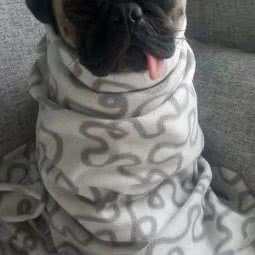 PetCity小屁魔都宠物小站:上海城区杨浦区五角场/大学区附近