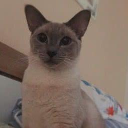 豌豆家宠物家庭寄养:上海城区杨浦区五角场/大学区附近