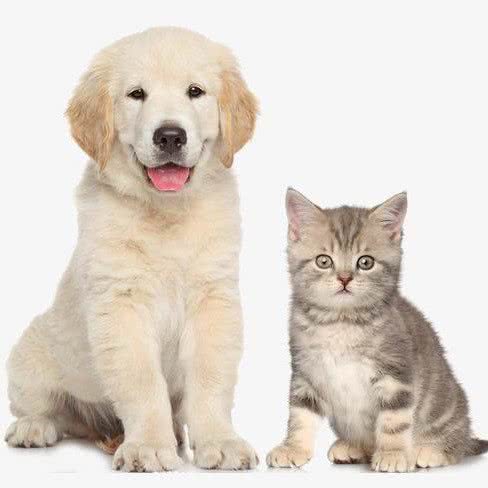 宠大宠物(御河湾店):北京城区海淀区航天桥附近