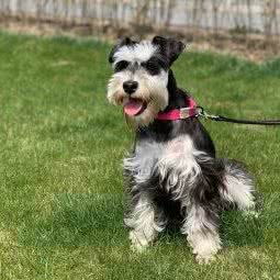 PETKIT小佩宠物(政立店):上海城区杨浦区五角场/大学区附近