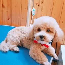 One Dream宠物馆:上海城区杨浦区五角场/大学区附近