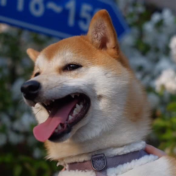 柴猫宠物馆·猫狗出售·洗护·用品:上海城区杨浦区五角场/大学区附近