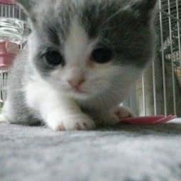 鑫猫舍:上海城区杨浦区五角场/大学区附近