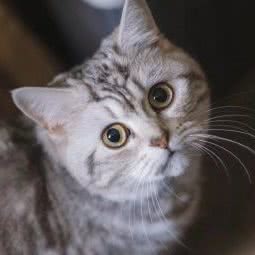 MWQ喵呜圈猫舍:上海城区杨浦区五角场/大学区附近