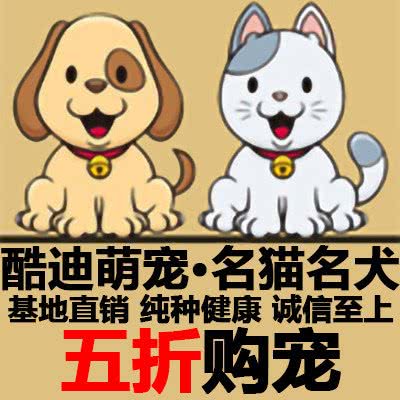 酷迪萌宠·宠物猫狗活体售卖(航天桥店):北京城区海淀区航天桥附近