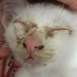 甜甜圈宠物健康之家:上海城区杨浦区五角场/大学区附近