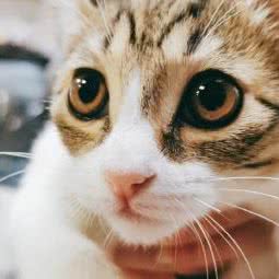 蝶诺爱宠屋:上海城区杨浦区中原地区附近