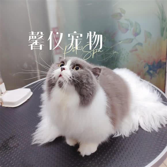 馨仪面包店:上海城区杨浦区中原地区附近