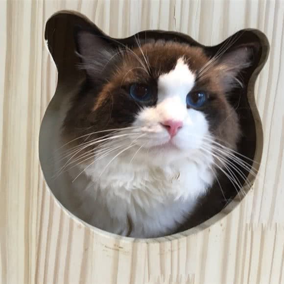 乐呦宠生活馆:上海城区杨浦区中原地区附近