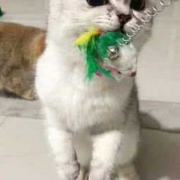 中原猫舍:上海城区杨浦区中原地区附近