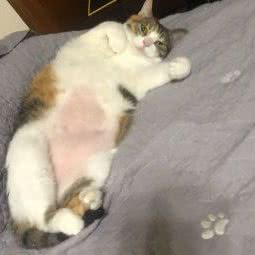 滚滚猫咪寄养喂猫(杨浦店):上海城区杨浦区中原地区附近