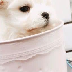 柴马泰家养宠物:上海城区杨浦区控江地区附近