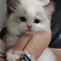 米米喵舍:上海城区杨浦区控江地区附近