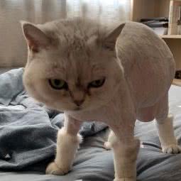 龙妞公馆:上海城区杨浦区鞍山新村附近