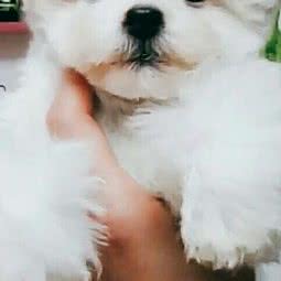 柴犬女王猫舍犬舍宠物市场:北京城区海淀区公主坟/万寿路附近