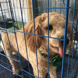 盛世汪汪:上海城区杨浦区平凉路/东外滩附近