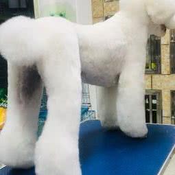 小宠当家(平凉路店):上海城区杨浦区平凉路/东外滩附近