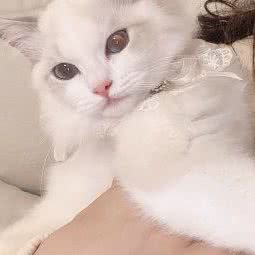 Lemmy莱米布偶猫舍:上海城区杨浦区平凉路/东外滩附近