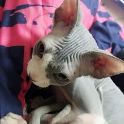 洁俊宠物联盟:上海城区杨浦区黄兴公园附近