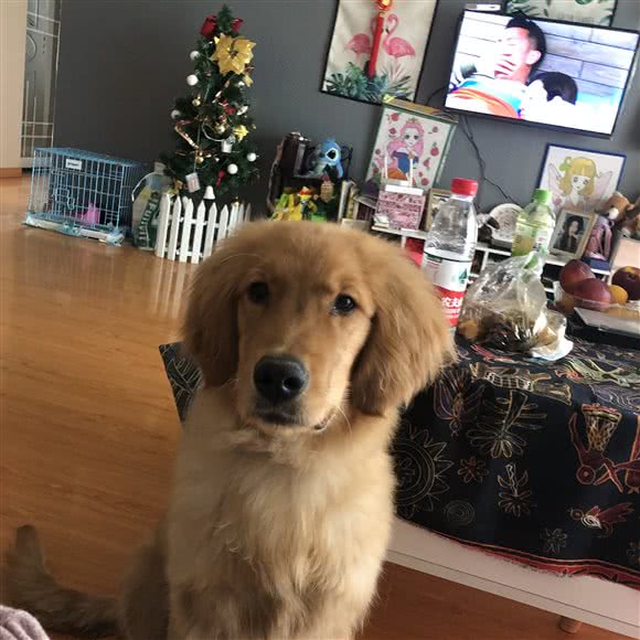 萌宠大乱斗:上海城区杨浦区黄兴公园附近