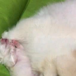 kaiwen寵物:上海城区杨浦区黄兴公园附近