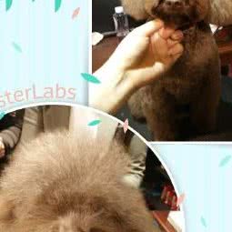 腐败小猫家庭寄养:上海城区杨浦区黄兴公园附近