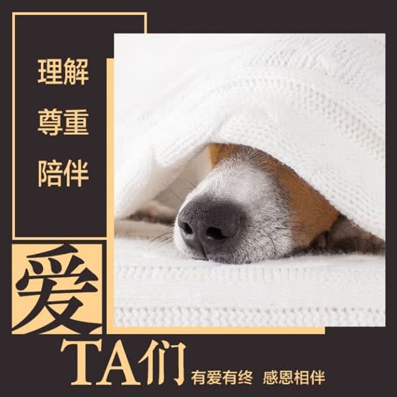 渡恩德宠物殡葬火化服务:上海城区杨浦区黄兴公园附近